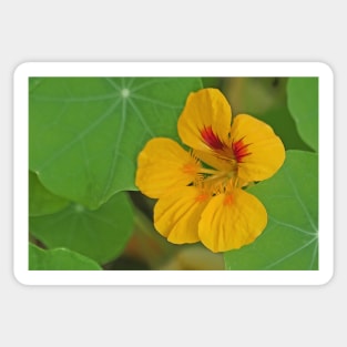 Nasturtium Sticker